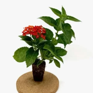 Red Lantana Live Plants 2-Pack, 4-6