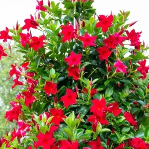 Red Mandevilla Live Plant - Set of 2, 4-6 in Tall Starter Vines for Garden - Image 10