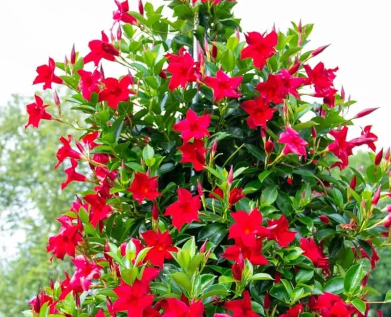 Red Mandevilla Live Plant - Set of 2, 4-6 in Tall Starter Vines for Garden - Image 10