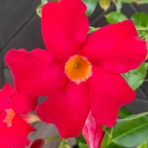Red Mandevilla Live Plant - Set of 2, 4-6 in Tall Starter Vines for Garden - Image 2