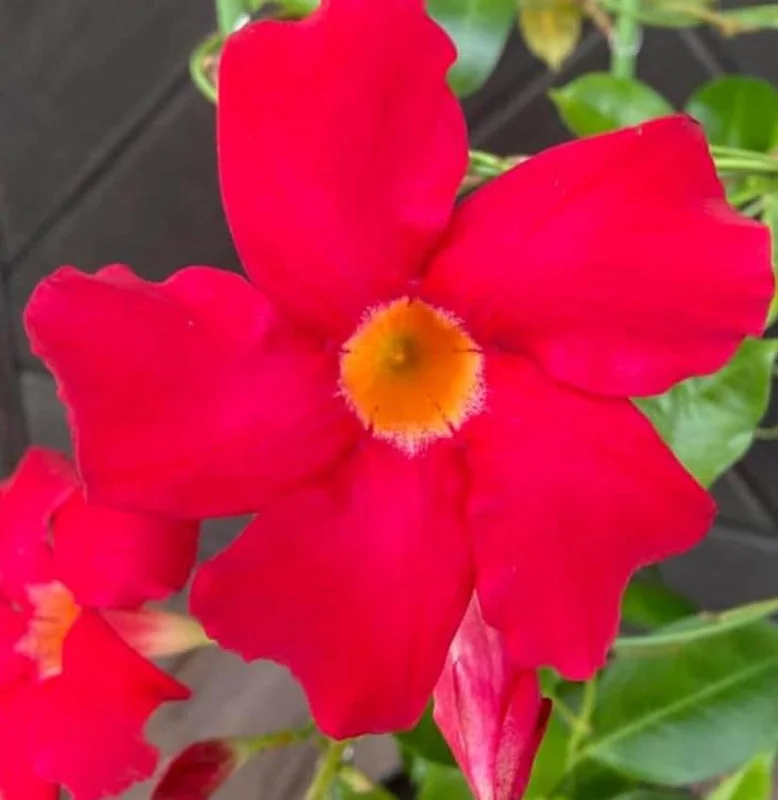 Red Mandevilla Live Plant - Set of 2, 4-6 in Tall Starter Vines for Garden - Image 2