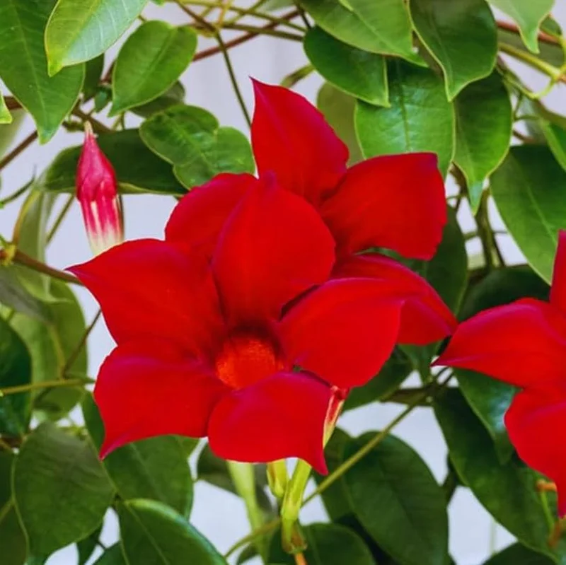 Red Mandevilla Live Plant - Set of 2, 4-6 in Tall Starter Vines for Garden - Image 3