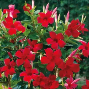 Red Mandevilla Live Plant - Set of 2, 4-6 in Tall Starter Vines for Garden - Image 4