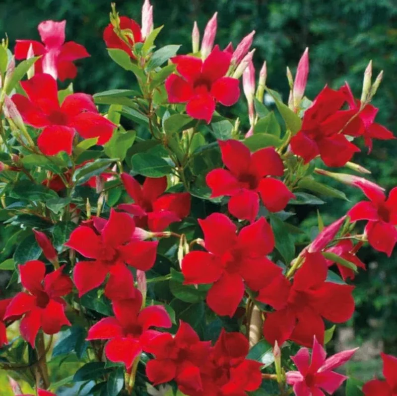 Red Mandevilla Live Plant - Set of 2, 4-6 in Tall Starter Vines for Garden - Image 4
