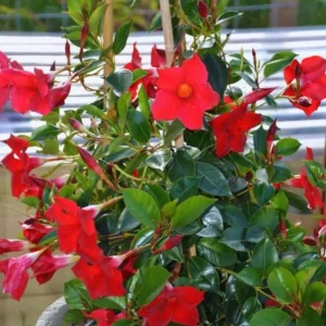 Red Mandevilla Live Plant - Set of 2, 4-6 in Tall Starter Vines for Garden - Image 6