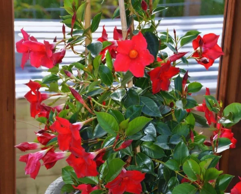 Red Mandevilla Live Plant - Set of 2, 4-6 in Tall Starter Vines for Garden - Image 6
