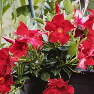 Red Mandevilla Live Plant - Set of 2, 4-6 in Tall Starter Vines for Garden - Image 7
