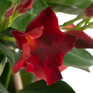 Red Mandevilla Live Plant - Set of 2, 4-6 in Tall Starter Vines for Garden - Image 9