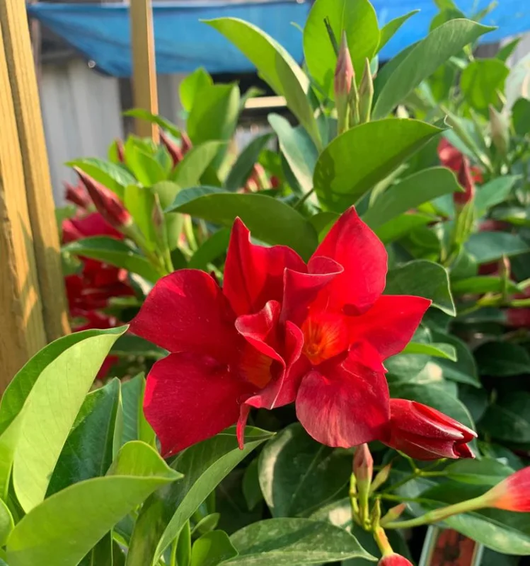 Red Mandevilla Live Plant – Set of 2 – 4-6 inch Starter Vines – Red Flowers - Image 5