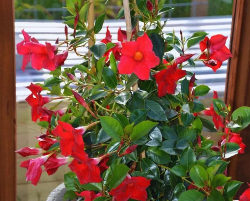 Red Mandevilla Live Plant – Set of 2 – 4-6 inch Starter Vines – Red Flowers - Image 6
