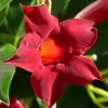 Red Mandevilla Live Plant – Set of 2 – 4-6 inch Starter Vines – Red Flowers - Image 1