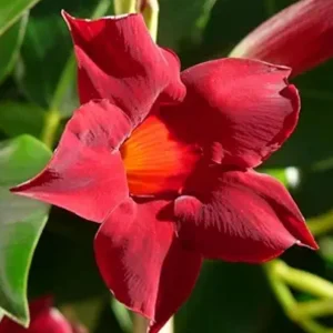 Red Mandevilla Live Plant – Set of 2 – 4-6 inch Starter Vines – Red Flowers - Image 1