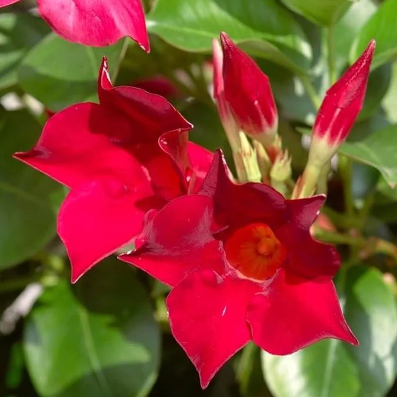 Red Mandevilla Live Plant – Set of 2 – 4-6 inch Starter Vines – Red Flowers - Image 8