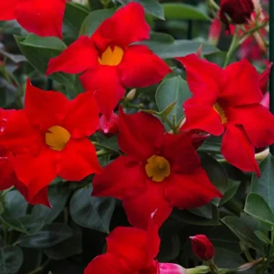 Red Mandevilla Live Plants - Set of 2, 4-6 Inch Tall, Butterfly & Pollinator Friendly Vine for Outdoor Garden - Image 2