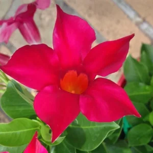 Red Mandevilla Live Plants - Set of 2, 4-6 Inch Tall, Butterfly & Pollinator Friendly Vine for Outdoor Garden - Image 3