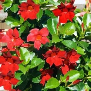 Red Mandevilla Live Plants - Set of 2, 4-6 Inch Tall, Butterfly & Pollinator Friendly Vine for Outdoor Garden - Image 4