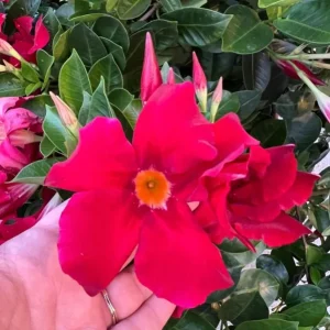Red Mandevilla Live Plants - Set of 2, 4-6 Inch Tall, Butterfly & Pollinator Friendly Vine for Outdoor Garden - Image 5