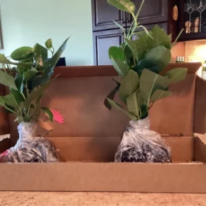 Red Mandevilla Live Plants - Set of 2, 4-6 Inch Tall, Butterfly & Pollinator Friendly Vine for Outdoor Garden - Image 7