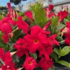 Red Mandevilla Live Plants - Set of 2, 4-6 Inch Tall, Butterfly & Pollinator Friendly Vine for Outdoor Garden - Image 1