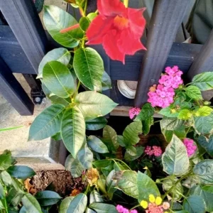 Red Mandevilla Live Plants - Set of 2, 4-6 Inch Tall, Butterfly & Pollinator Friendly Vine for Outdoor Garden - Image 8