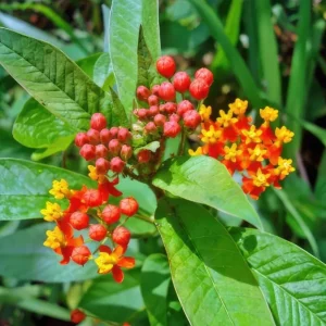 Red Milkweed Live Plants - Set of 2, 3-6
