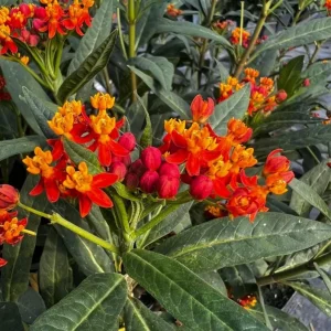 Red Milkweed Live Plants - Set of 2, 3-6