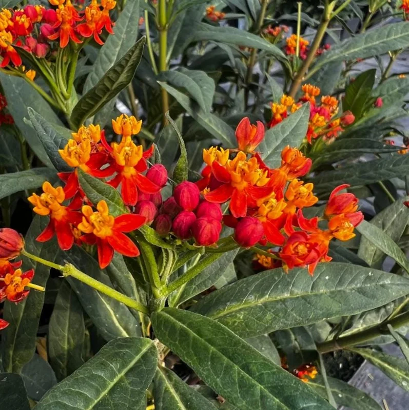 Red Milkweed Live Plants - Set of 2, 3-6" Tall - Asclepias perennis - Outdoor Pollinator Plant - Image 3