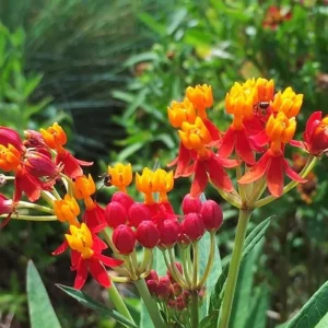 Red Milkweed Live Plants - Set of 2, 3-6