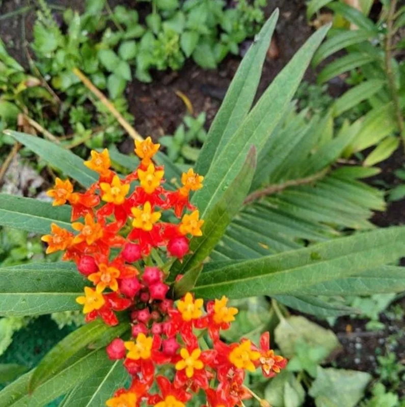 Red Milkweed Live Plants - Set of 2, 3-6" Tall - Asclepias perennis - Outdoor Pollinator Plant - Image 5
