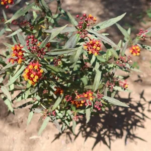 Red Milkweed Live Plants - Set of 2, 3-6