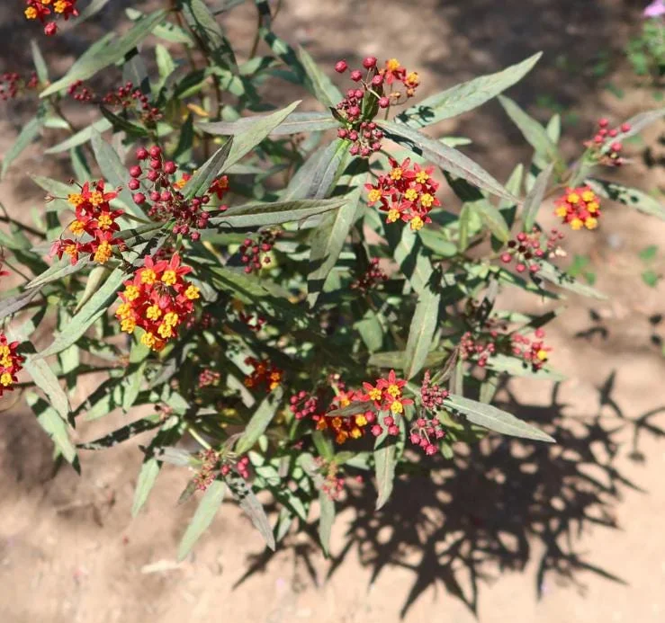 Red Milkweed Live Plants - Set of 2, 3-6" Tall - Asclepias perennis - Outdoor Pollinator Plant - Image 7