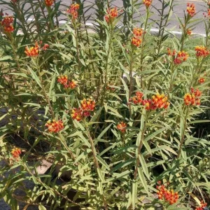 Red Milkweed Live Plants - Set of 2, 3-6