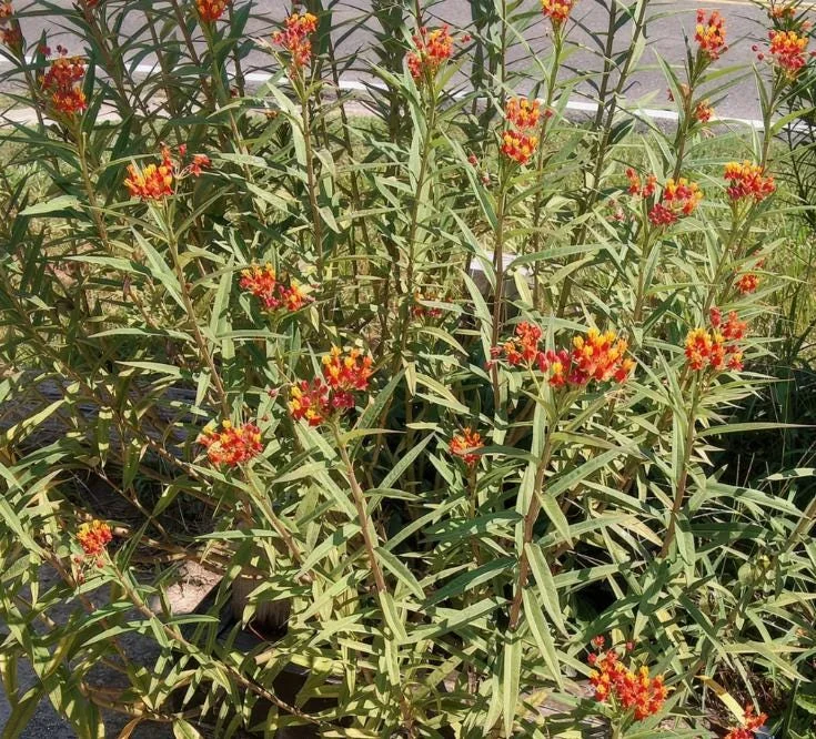 Red Milkweed Live Plants - Set of 2, 3-6" Tall - Asclepias perennis - Outdoor Pollinator Plant - Image 8