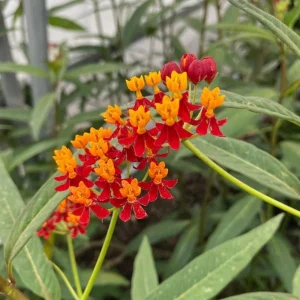 Red Milkweed Live Plants - Set of 2, 3-6