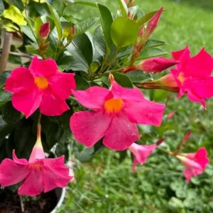 Red Riding Hood Mandevilla Live Plant – 2 Starter Plants, 4-6