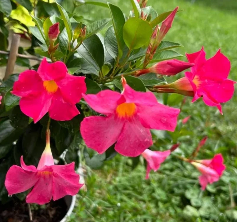 Red Riding Hood Mandevilla Live Plant – 2 Starter Plants, 4-6" Tall – Bright Red Blooms, Climbing Vine - Image 2