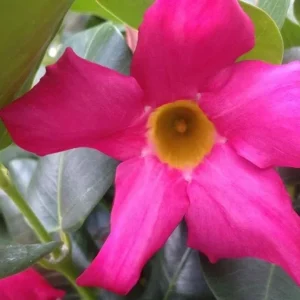 Red Riding Hood Mandevilla Live Plant – 2 Starter Plants, 4-6