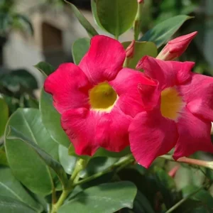 Red Riding Hood Mandevilla Live Plant – 2 Starter Plants, 4-6