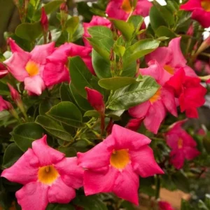 Red Riding Hood Mandevilla Live Plant – 2 Starter Plants, 4-6