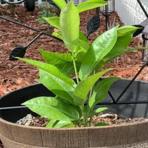 Red Riding Hood Mandevilla Live Plant – 2 Starter Plants, 4-6