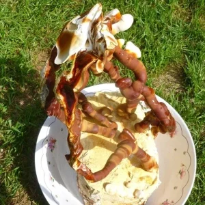 Reishi Mushroom Spores Spawn Mycelium on Dry Seeds - 20 Grams - Image 3