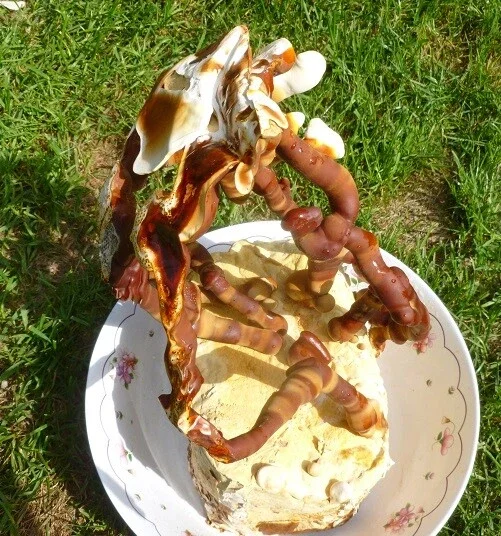 Reishi Mushroom Spores Spawn Mycelium on Dry Seeds - 20 Grams - Image 3