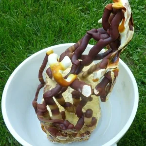 Reishi Mushroom Spores Spawn Mycelium on Dry Seeds - 20 Grams - Image 1