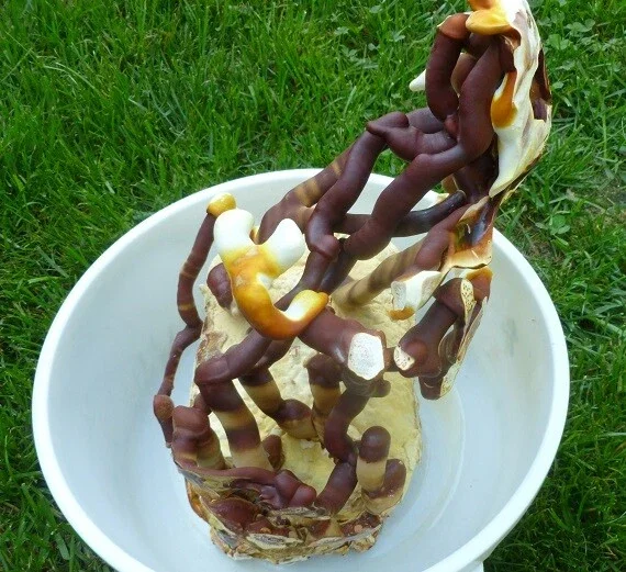 Reishi Mushroom Spores Spawn Mycelium on Dry Seeds - 20 Grams - Image 1