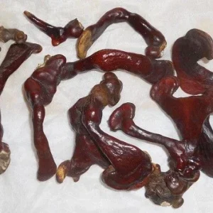 Reishi Mushroom Spores Spawn Mycelium on Dry Seeds - 20 Grams - Image 4