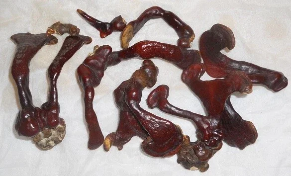 Reishi Mushroom Spores Spawn Mycelium on Dry Seeds - 20 Grams - Image 4