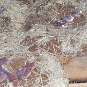 Reishi Mushroom Spores Spawn Mycelium on Dry Seeds - 20 Grams - Image 5