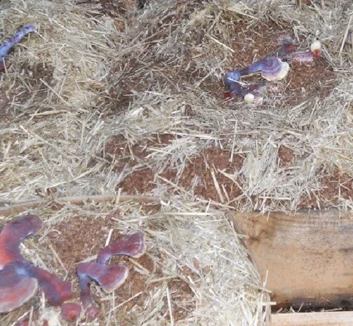 Reishi Mushroom Spores Spawn Mycelium on Dry Seeds - 20 Grams - Image 5