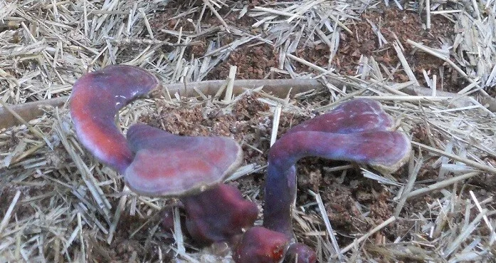 Reishi Mushroom Spores Spawn Mycelium on Dry Seeds - 20 Grams - Image 6