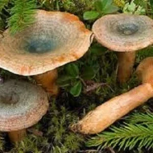 Saffron Milk Cap Mushroom Spores Mycelium Spawn on Dry Seeds - Grow Edible Red Pine Mushrooms - Image 3